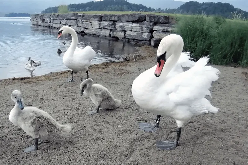 Swans in their natural habitat. Photo: unknown